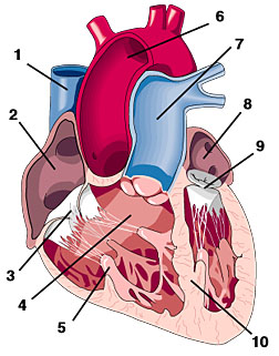 Internal Heart 1