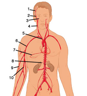 Major Arteries 1