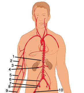 Major Arteries 3