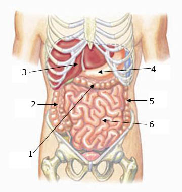 Torso Digestive Organs 1