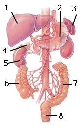 GI Digestive Organs 2