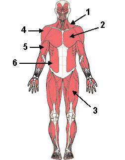 Anterior Muscles 1