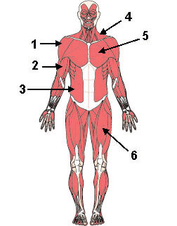 Anterior Muscles 2