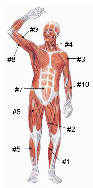 Anterior Muscles 8