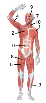 Anterior Muscles Moderate