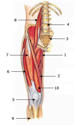 Femoral Region Muscles 1