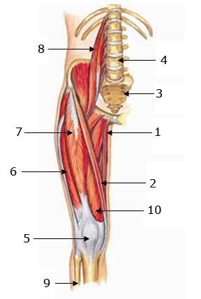 Upper Leg Muscles