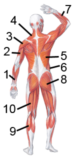 Posterior Muscles 3