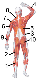 Posterior Muscles 5