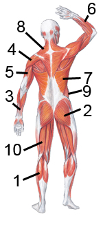 Posterior Muscles 7