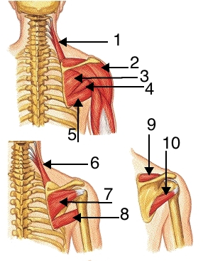 Scapula Muscles