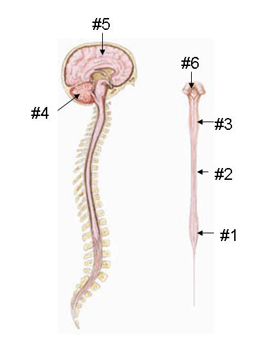 Brain and Spine