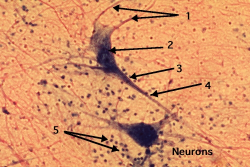 Neuron Histology