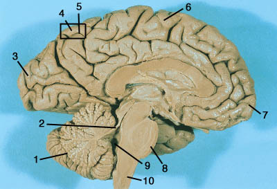 Human Brain 1