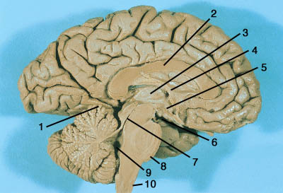 Human Brain 2