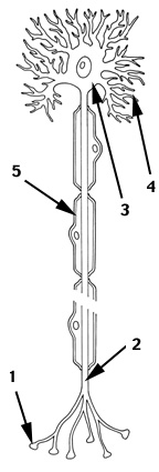 Neuron 2