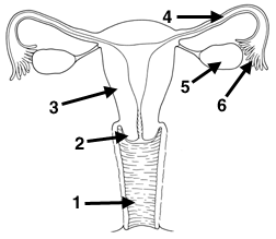 Female Reproductive 1