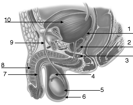 Reproductive System Male 2