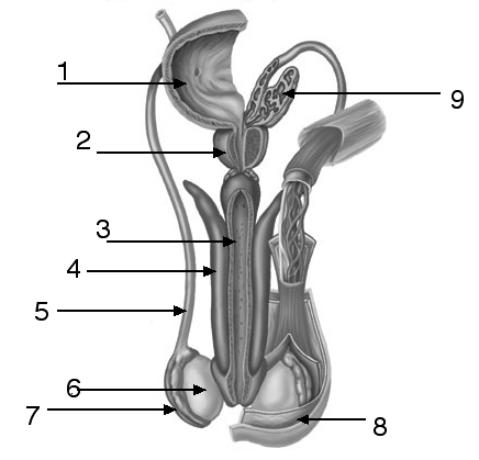 Reproductive System Male 3