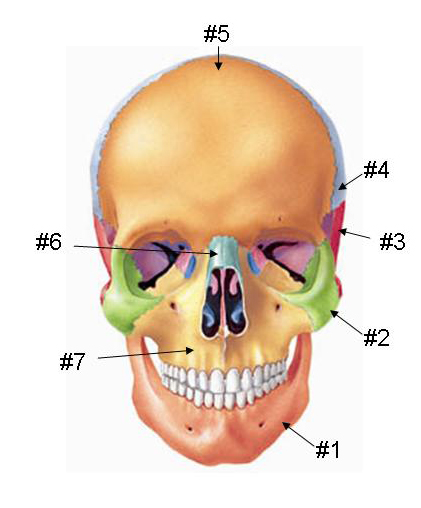 Skull Anatomy Anterior View 0919