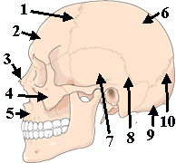 Skull Lateral 6