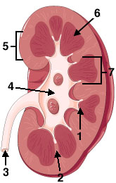 Kidney Anatomy 1