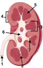 Kidney Anatomy 2