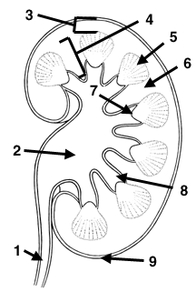 Kidney Anatomy 3