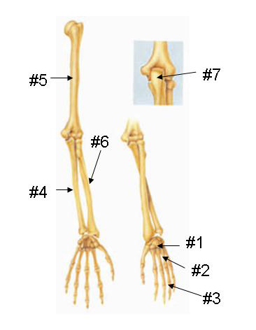 Arm Bones
