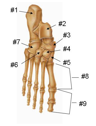 Foot Bone 2