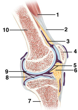 Knee Bone 1