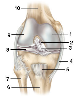 Knee Bone 3