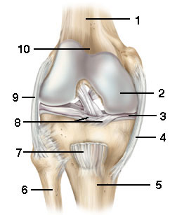 Knee Bone 4